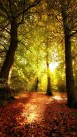 Forest Live Wallpaper penulis hantaran