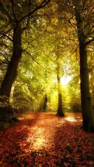 Forest Live Wallpaper XAPK 下載