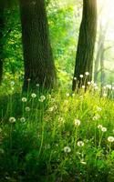 Forest Live Wallpaper syot layar 1