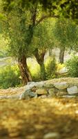 Forest Live Wallpaper syot layar 2