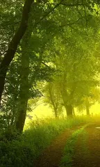 Forest Live Wallpaper XAPK 下載