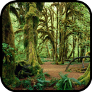 Forest Wallpaper APK