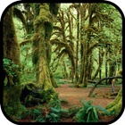 Forest Wallpaper আইকন
