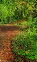 Forest Wallpaper স্ক্রিনশট 3
