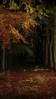 Forest Wallpaper পোস্টার