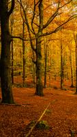 Forest Wallpaper স্ক্রিনশট 1