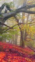 Forest Wallpaper স্ক্রিনশট 2