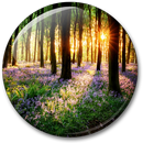 Floresta Papel de Parede APK