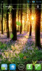 Baixar Floresta Papel de Parede APK