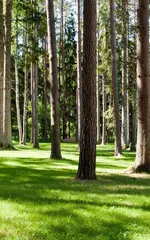 Baixar Floresta Papel de Parede APK