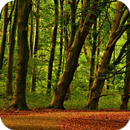 Forest Wallpaper-APK