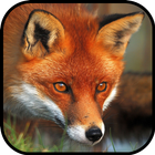 Fox HD Wallpapers 아이콘
