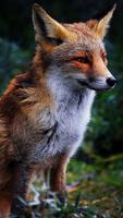 Fox HD Wallpapers 스크린샷 2