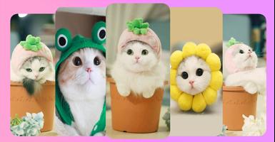 Kitten wallpapers - Cat images ภาพหน้าจอ 2