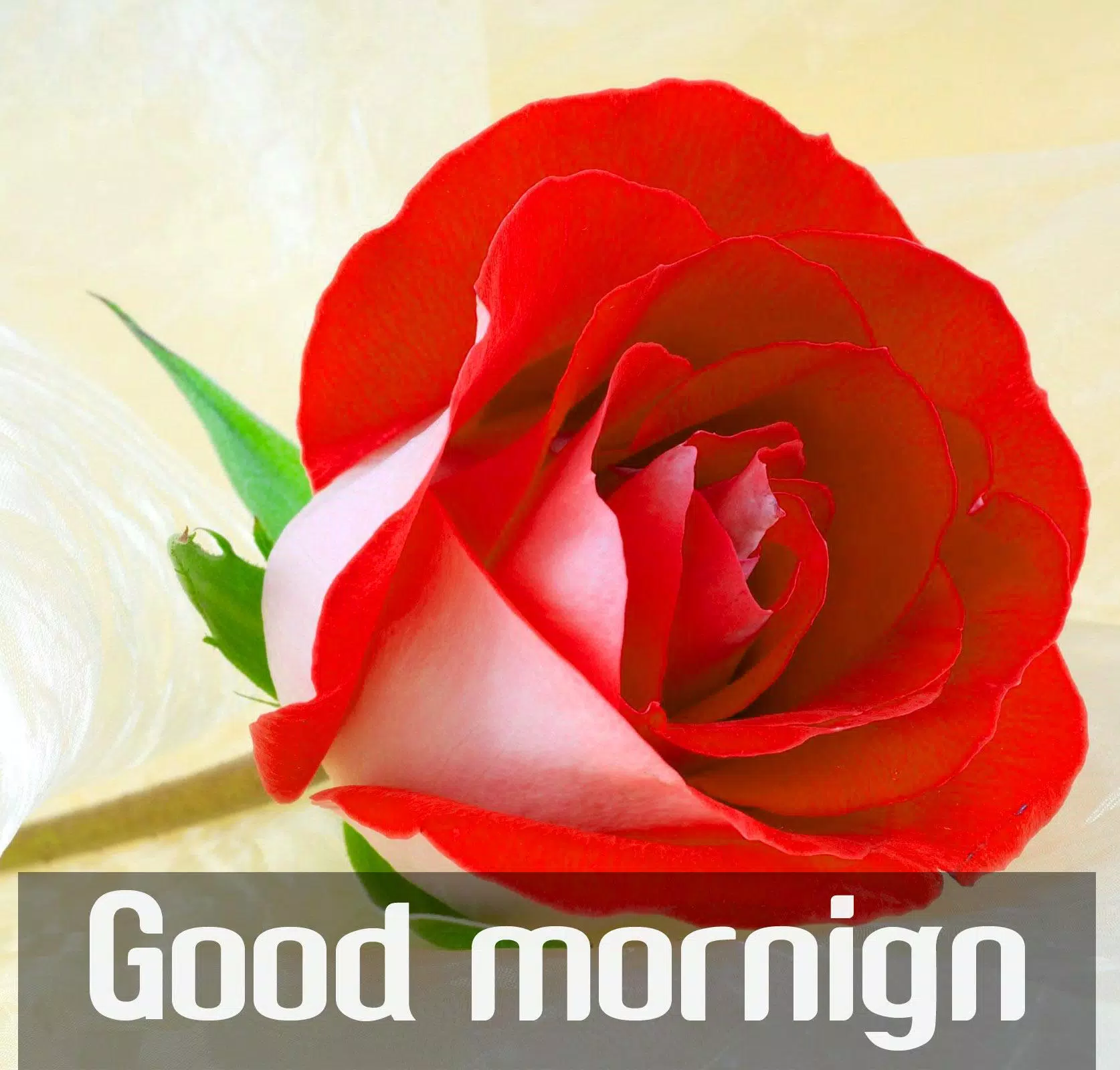 Good morning Flower Wallpapers Colorful Roses GIF APK für Android herunterladen Good morning Flower Wallpapers Colorful Roses GIF APK für Android herunterladen