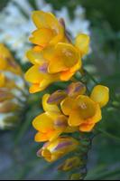 Freesia Wallpapers Affiche