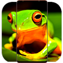 Frog Wallpaper 4K APK