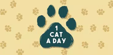 1 Cat a Day