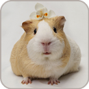 Guinea Pig Wallpaper APK
