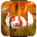 Guinea Pig Wallpaper APK