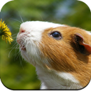 APK Guinea Pig Wallpaper HD