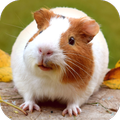 Guinea Pig Wallpaper