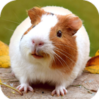 Guinea Pig Wallpaper icono