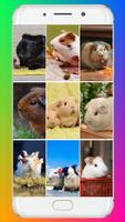 Guinea Pig Wallpaper Affiche