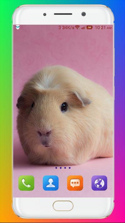 Guinea Pig Wallpaper安卓下载，安卓版APK | 免费下载