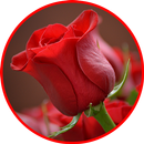 Flowers And Roses Animated GIF APK