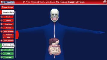 Digestive System Affiche