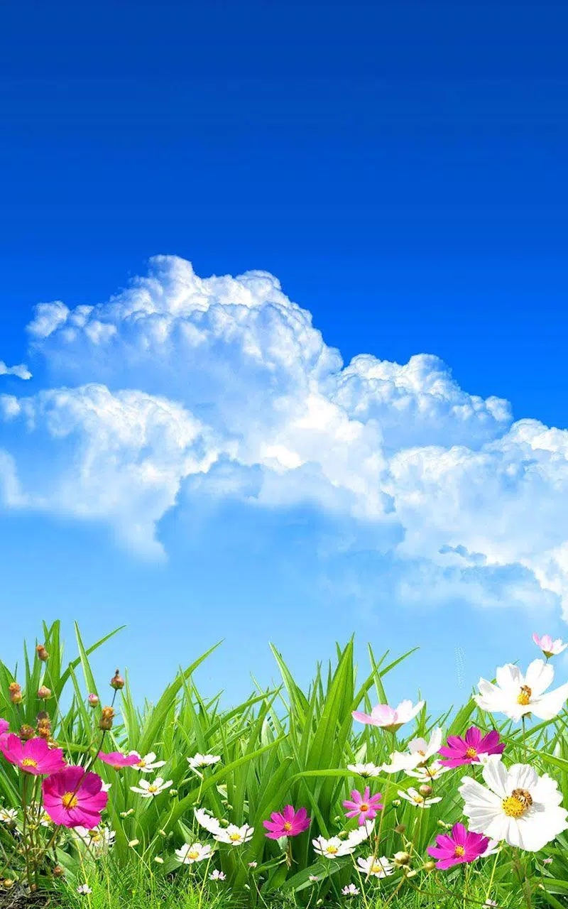 Flower Spring Live Wallpaper APK for Android Download Flower Spring Live Wallpaper APK for Android Download