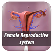 female reproductive system app