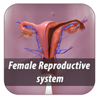 female reproductive system app icon