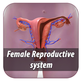 female reproductive system app icône
