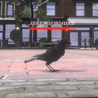 Bird Game Test ikon