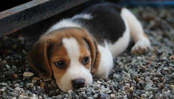 Como cuidar a un perro poster