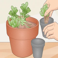 Make a Mini Garden