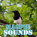 Magpie Bird Sounds Collection APK