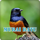 Master Kicau Burung Murai Batu Juara APK