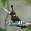 Suara Kicau Burung Cililin Juara APK