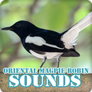 Oriental Magpie Robin Bird Sounds Collection APK