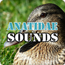 Anatidae Duck Sounds Audio Ringtone APK