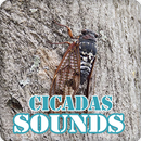 Cicada Sounds Ringtone Collection APK