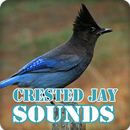 Crested Jay Bird Sounds Collection APK