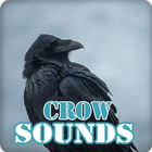 Crow Sounds Ringtone Collection icône