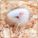Hamster Wallpapers HD APK