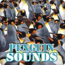 Penguin Sounds Ringtone Collection APK