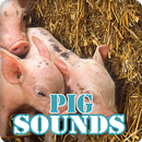 Pig Sounds Ringtone Collection APK
