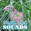 Quail Bird Call Sounds Collection